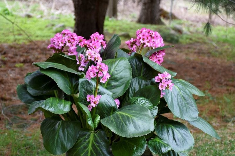 Bergenia