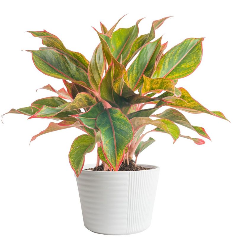Chinese Evergreen