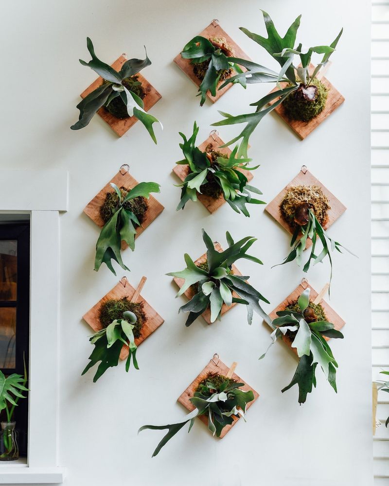 Staghorn Fern