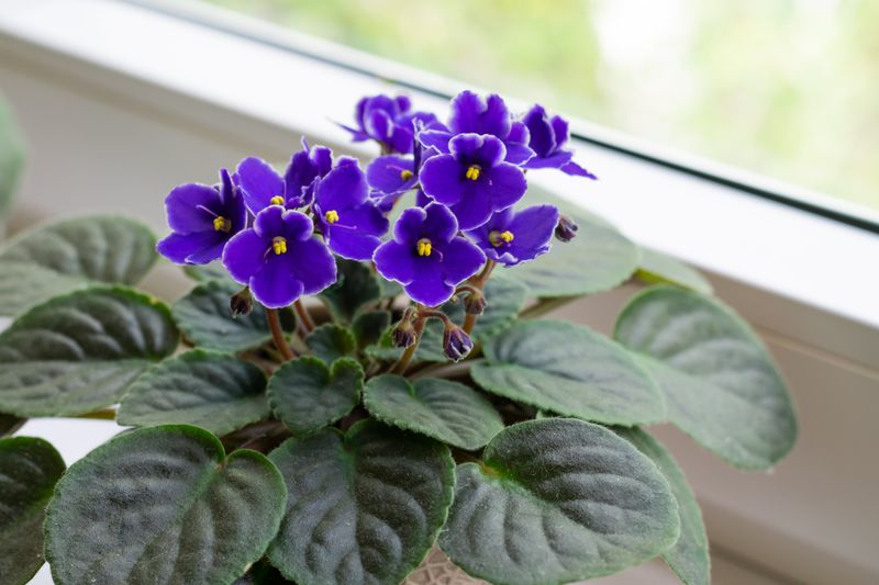 African Violet