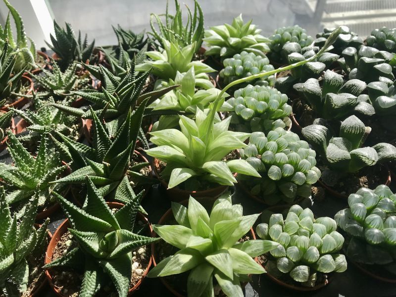 Haworthia