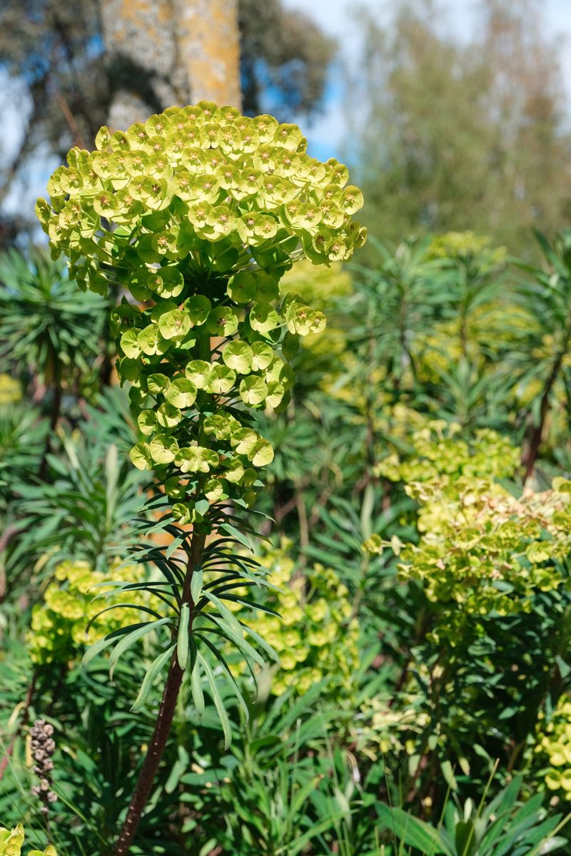 Euphorbia