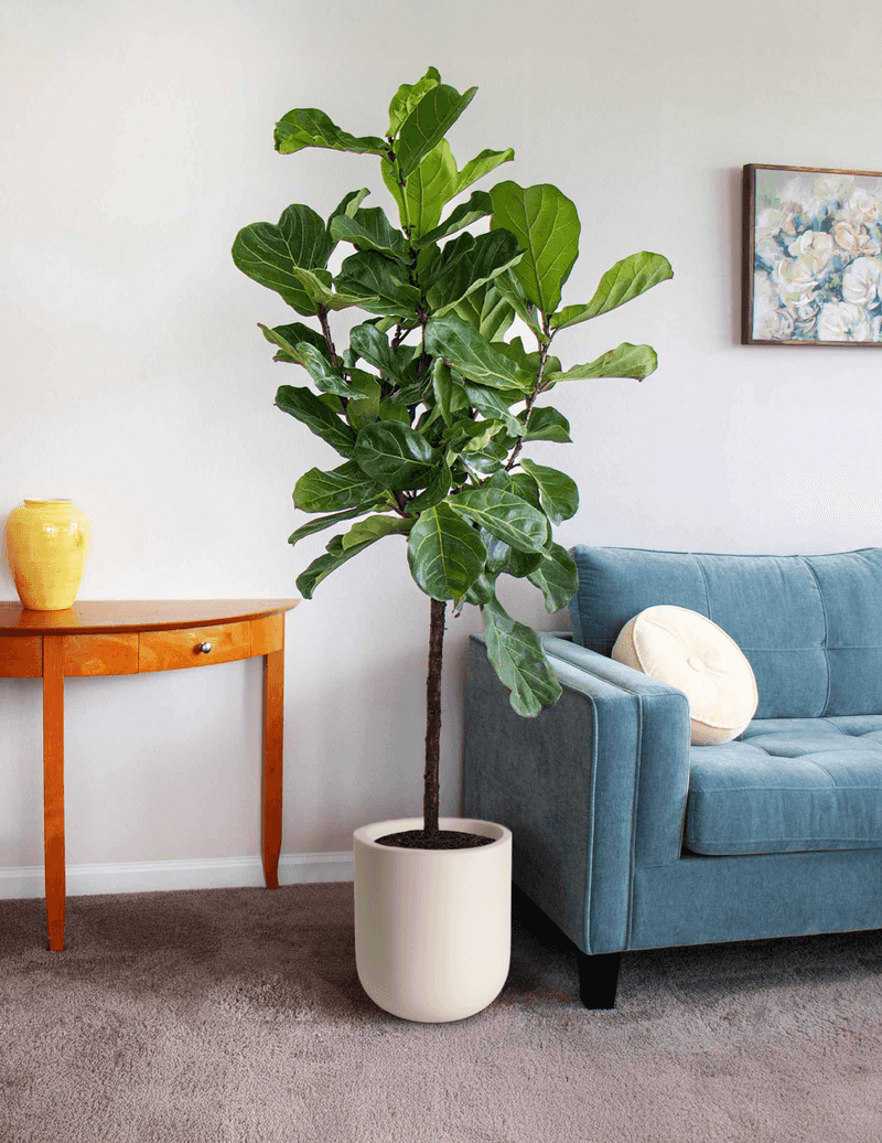 Fiddle Leaf Fig