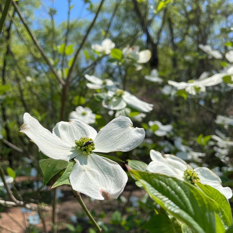 February: Snowdrop Tree
