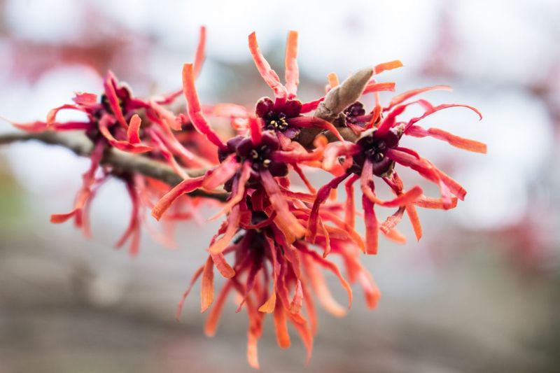 February: Witch Hazel