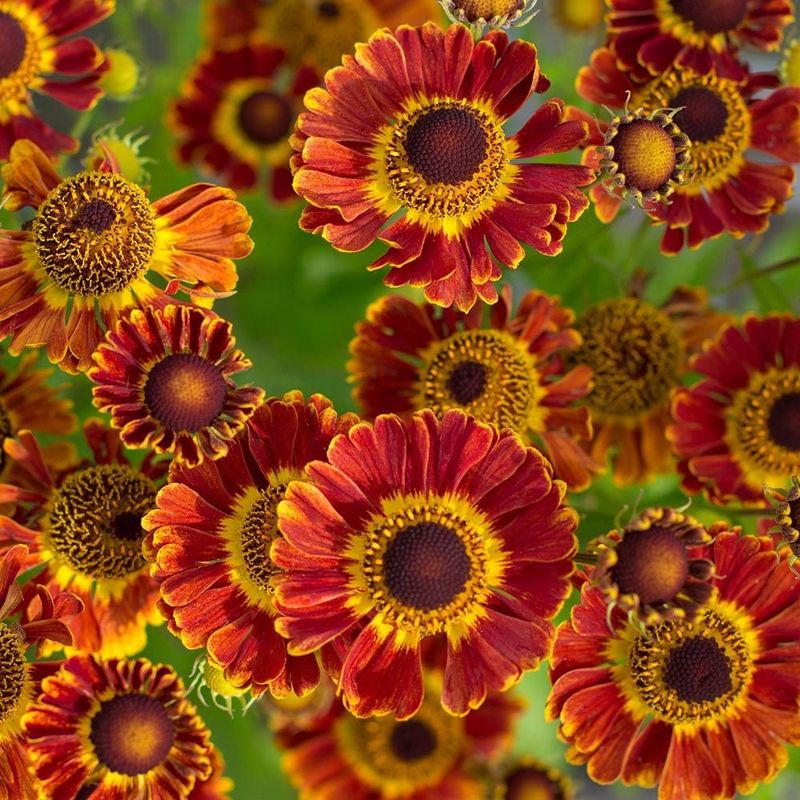 Helenium