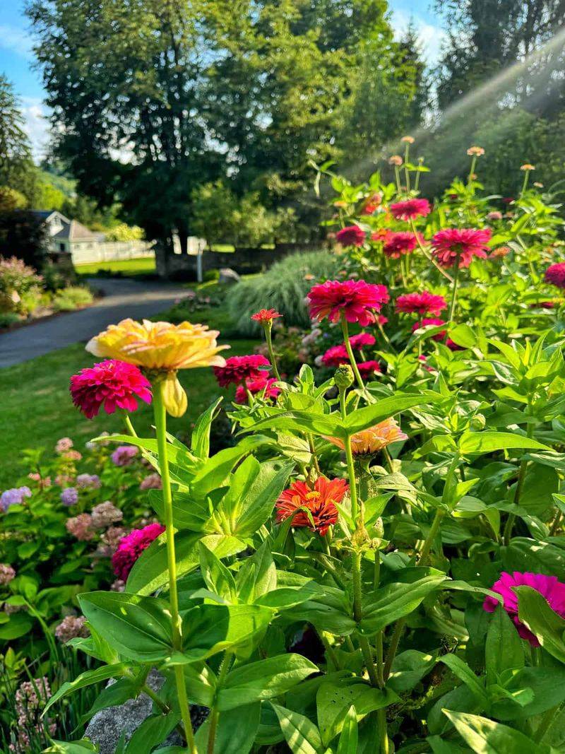 Zinnias