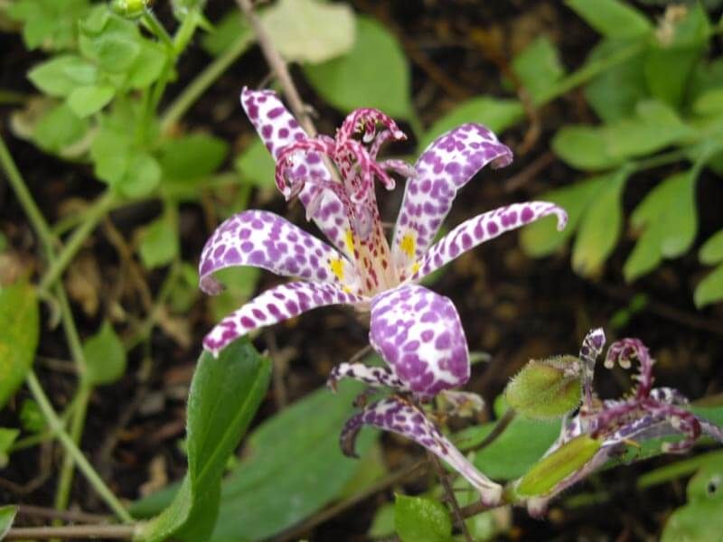Toad Lily