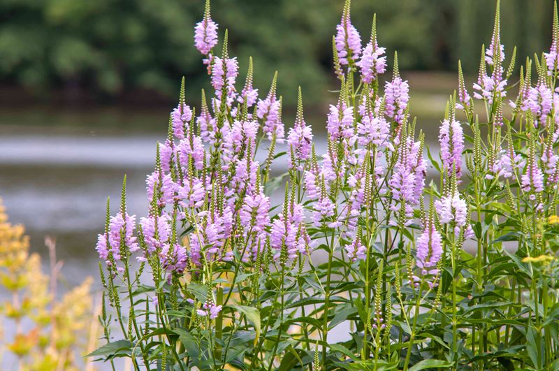 Obedient Plant (Physostegia virginiana)