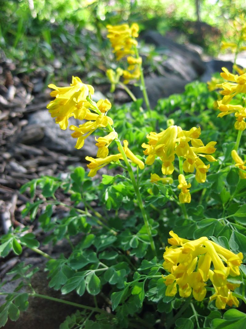 Corydalis