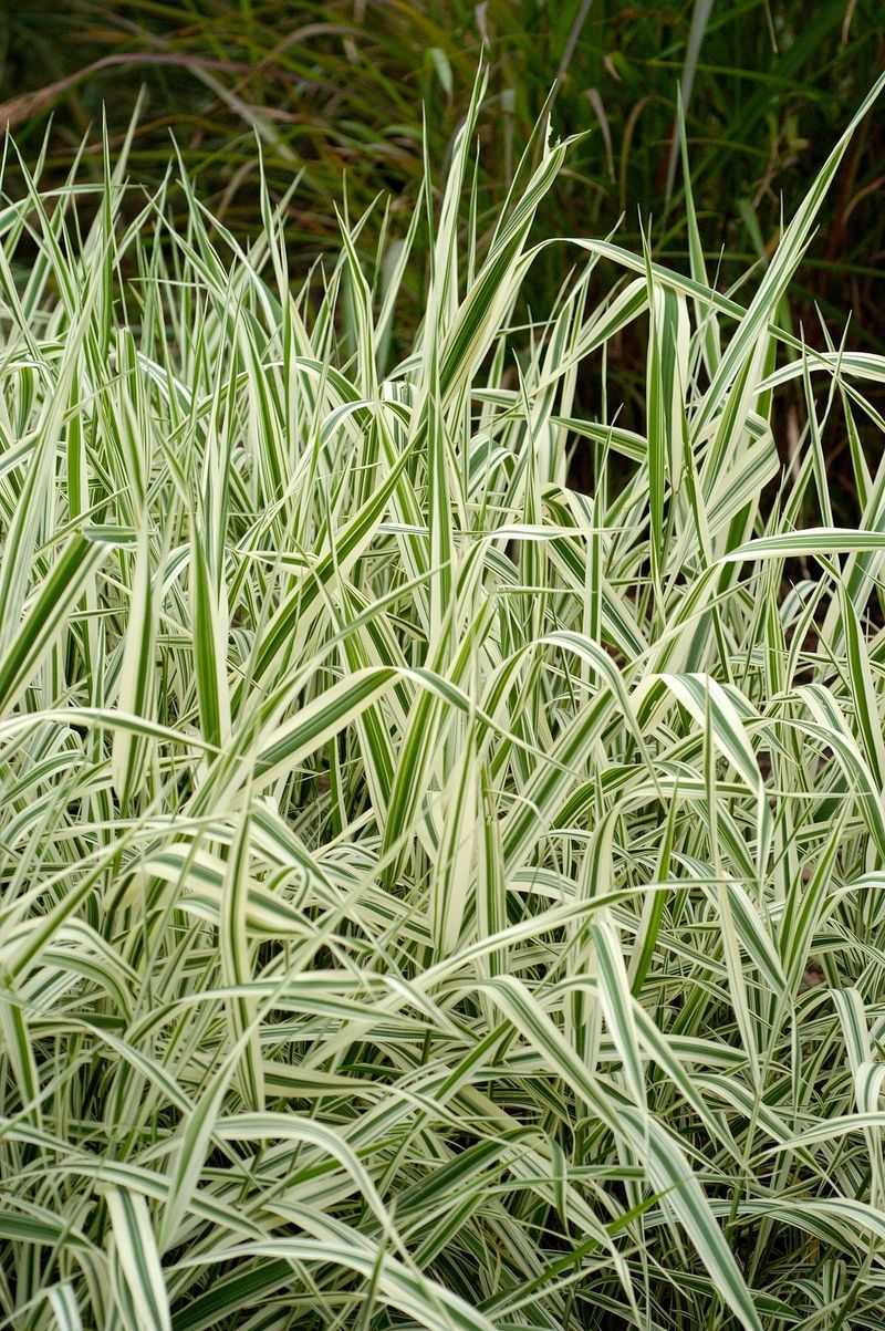 Ribbon Grass (Phalaris arundinacea)