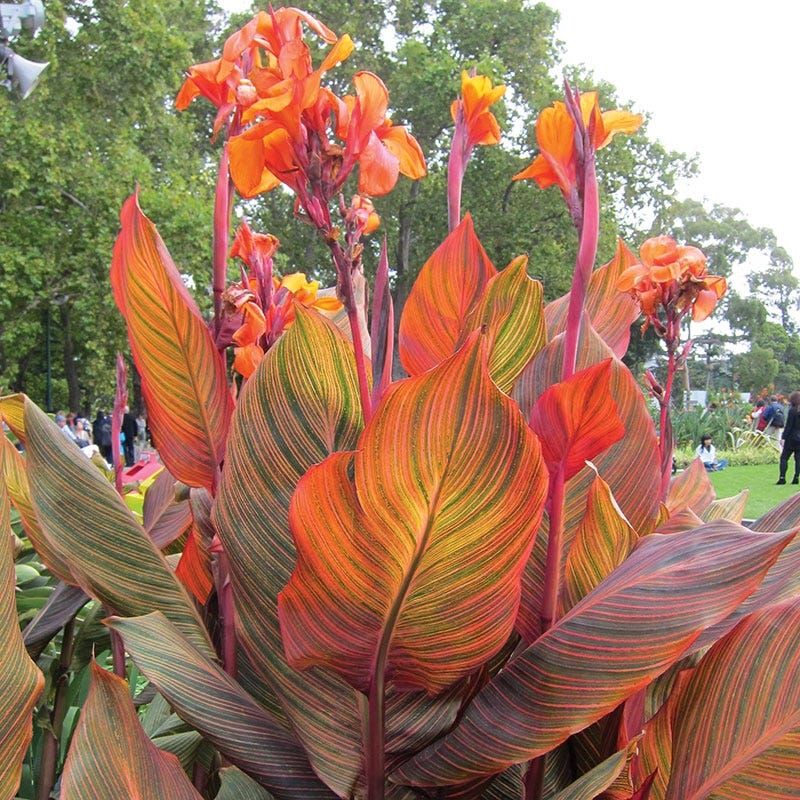 Canna Lily