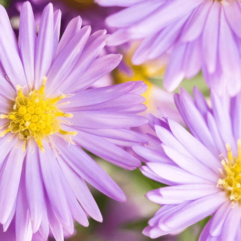 Aster's Star-Like Appearance