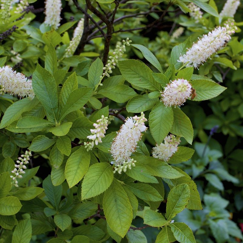 Summersweet (Clethra alnifolia)