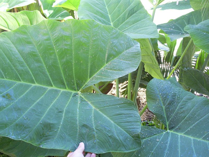 Elephant Ear