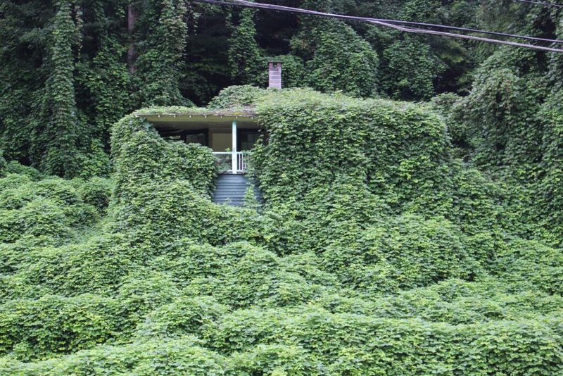 Kudzu (Pueraria montana var. lobata)