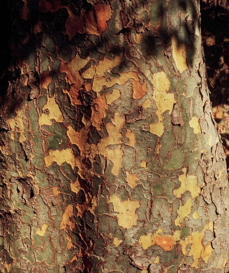 Lacebark Elm