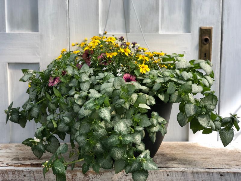 Lamium (Dead Nettle)