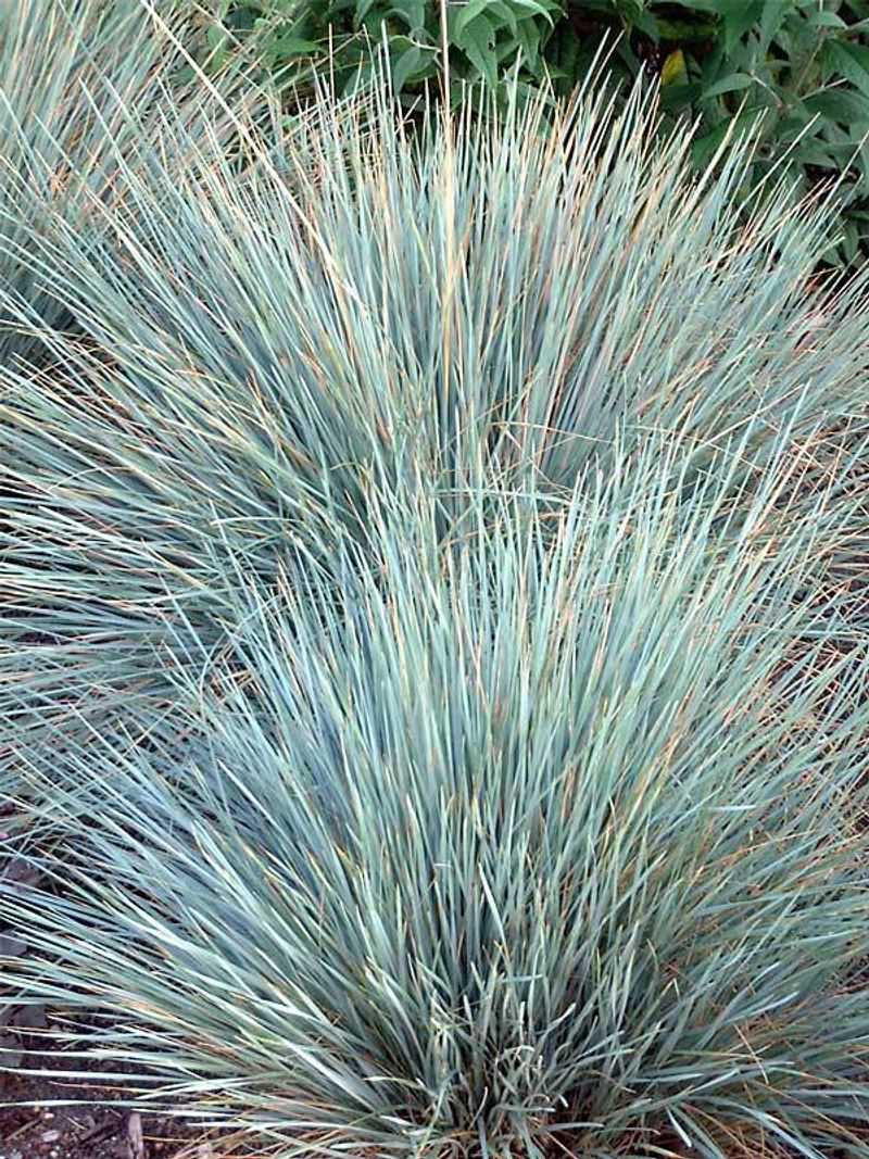 Blue Oat Grass (Helictotrichon sempervirens)
