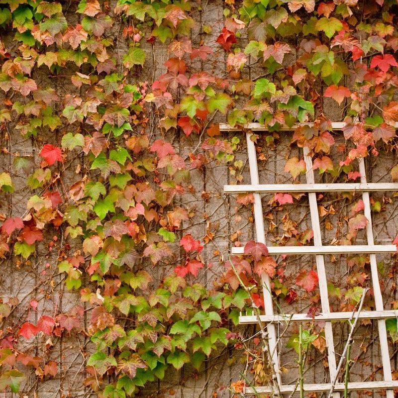 Boston Ivy