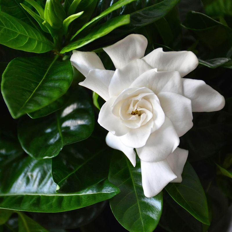 Cape Jasmine (Gardenia jasminoides)