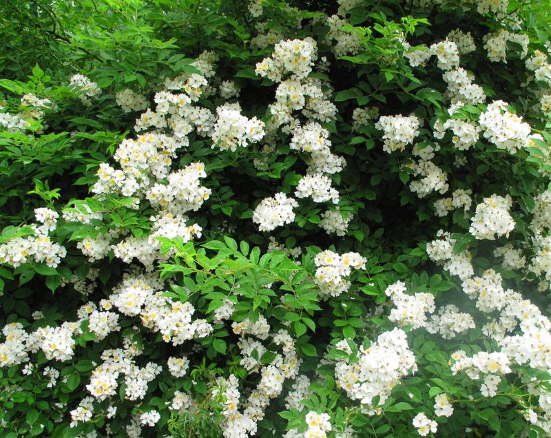 Multiflora Rose