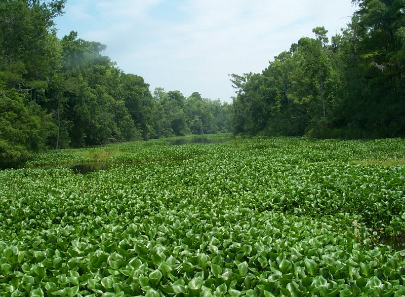 Water Hyacinth