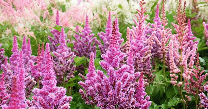Astilbe