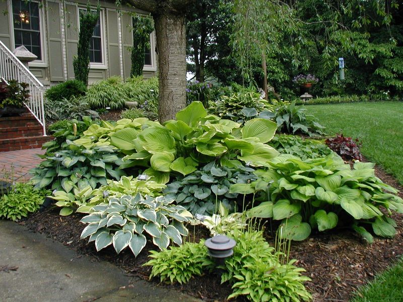 Hosta