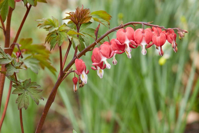 Bleeding Heart