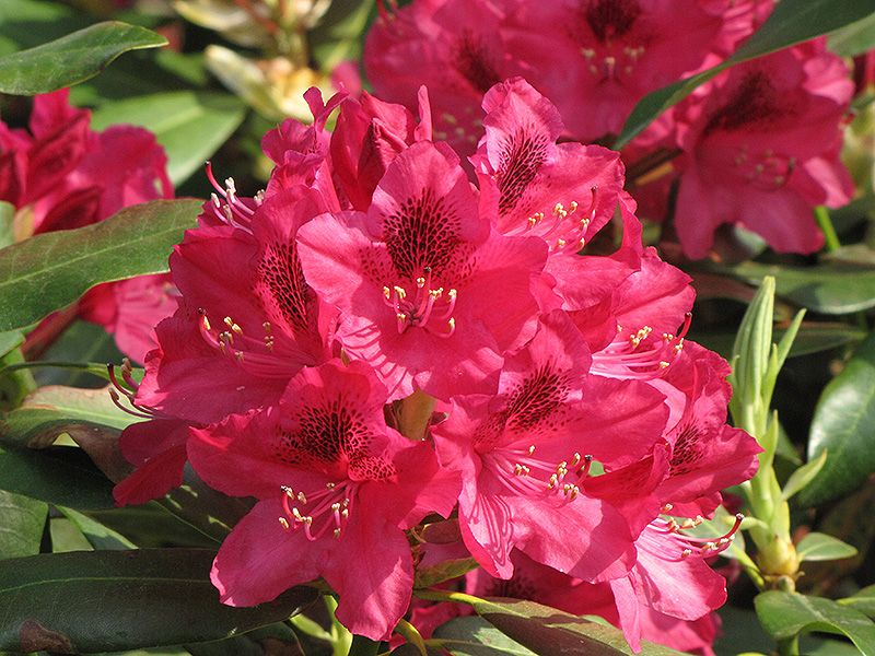 Rhododendron Nova Zembla