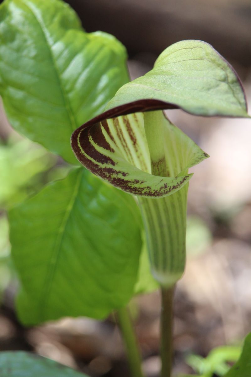 Jack-in-the-Pulpit