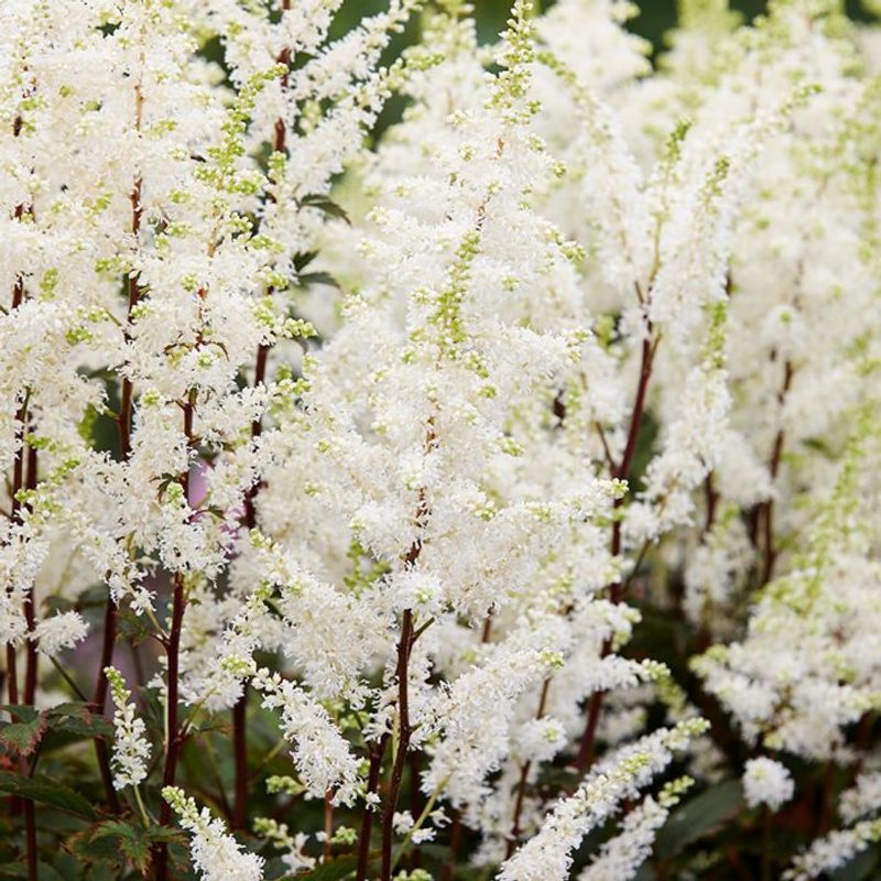 Astilbe 'Bridal Veil' (Astilbe chinensis)