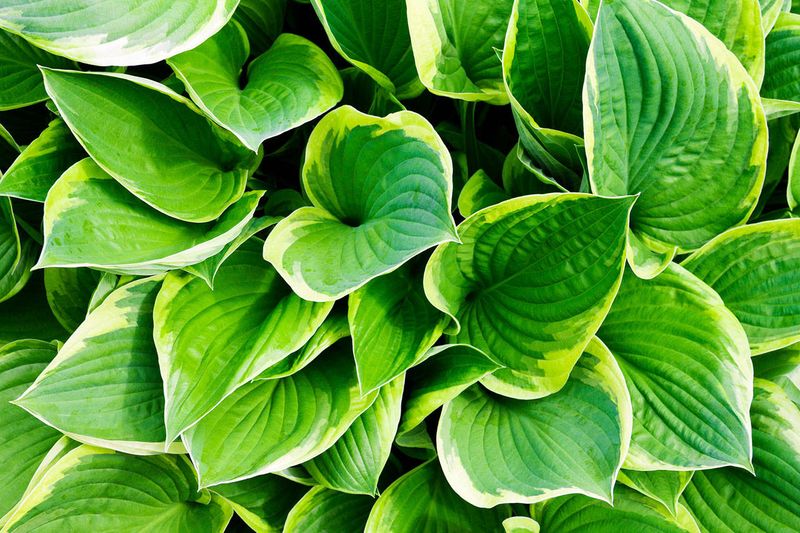 Hostas
