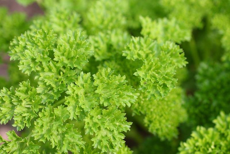 Green Envy Parsley