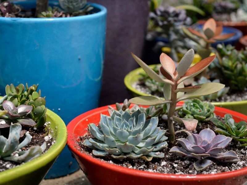 Succulents