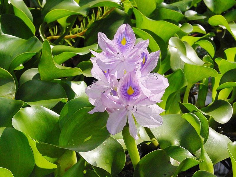 Water Hyacinth (Eichhornia crassipes)