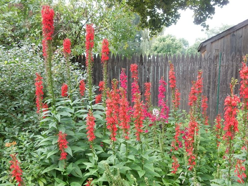 Cardinal Flower (Lobelia cardinalis)