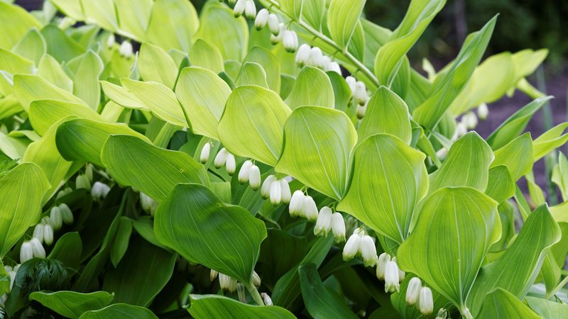 Solomon's Seal (Polygonatum biflorum)