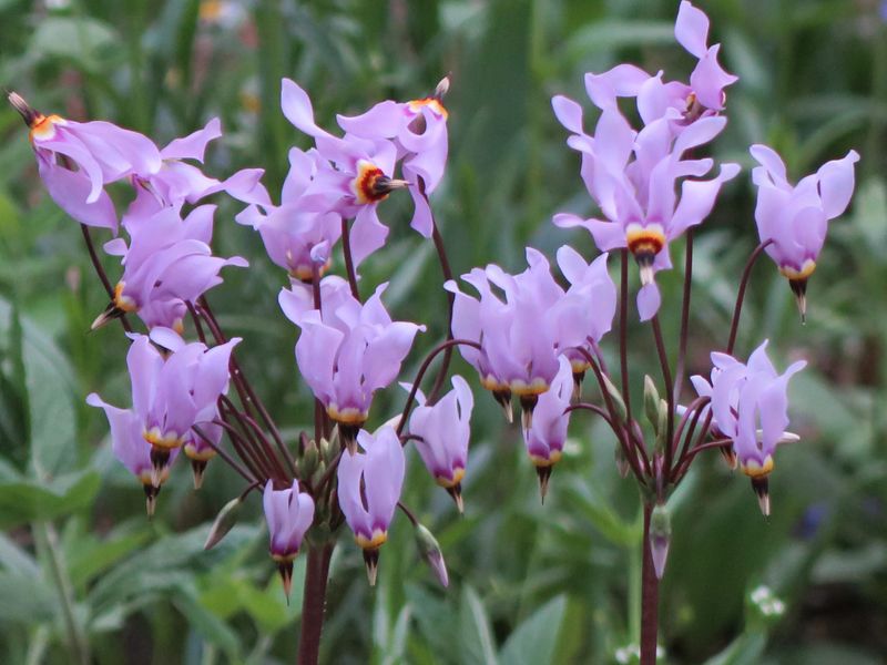 Shooting Star (Dodecatheon meadia)