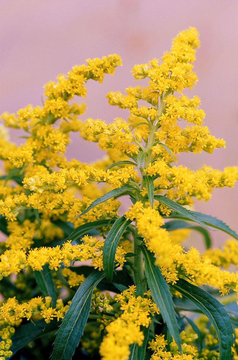 Goldenrod (Solidago)
