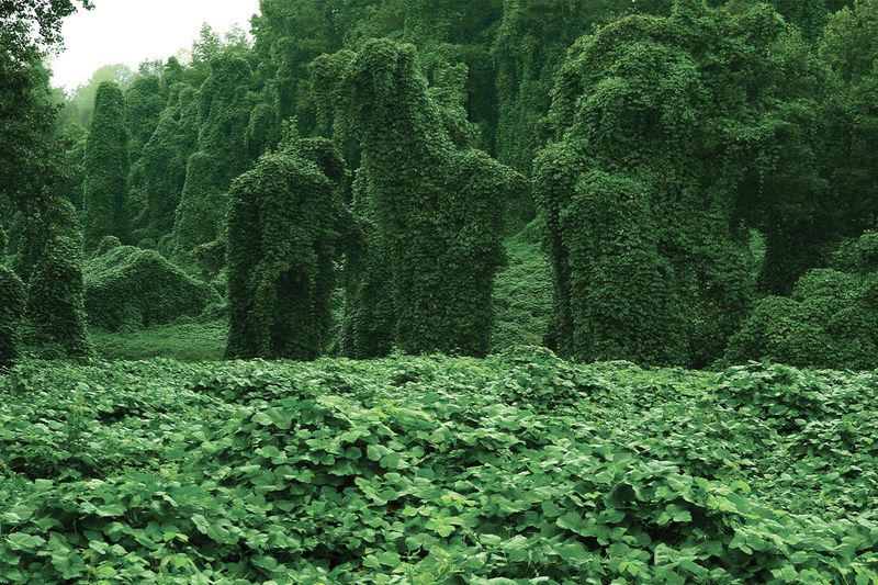 Kudzu