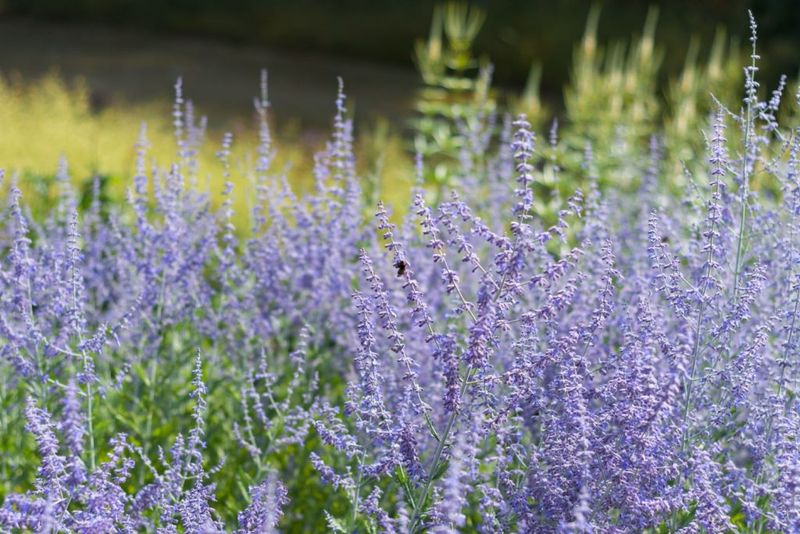 August: Russian Sage