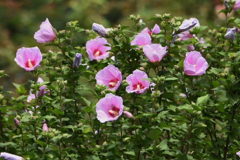 August: Rose of Sharon