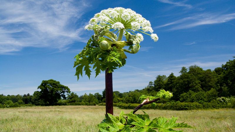 Giant Hogweed (Heracleum mantegazzianum)