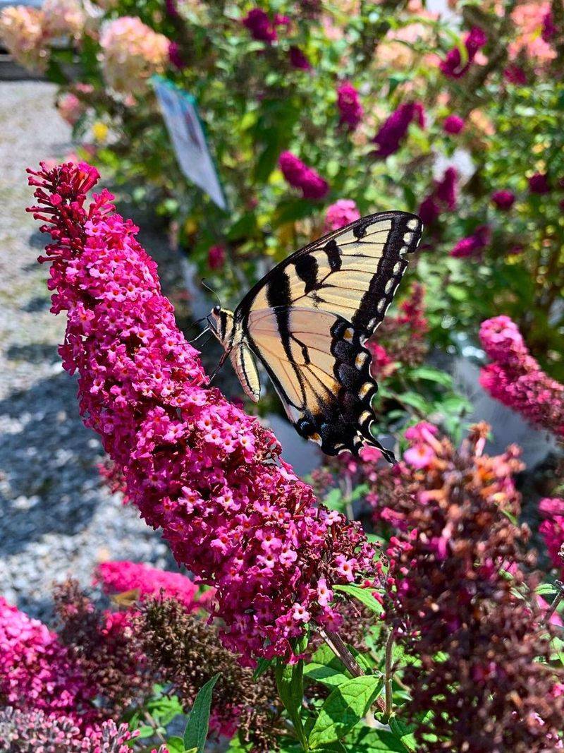 July: Butterfly Bush