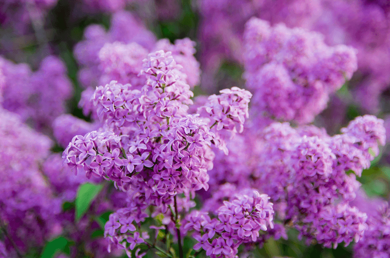 Lilac (Syringa vulgaris)