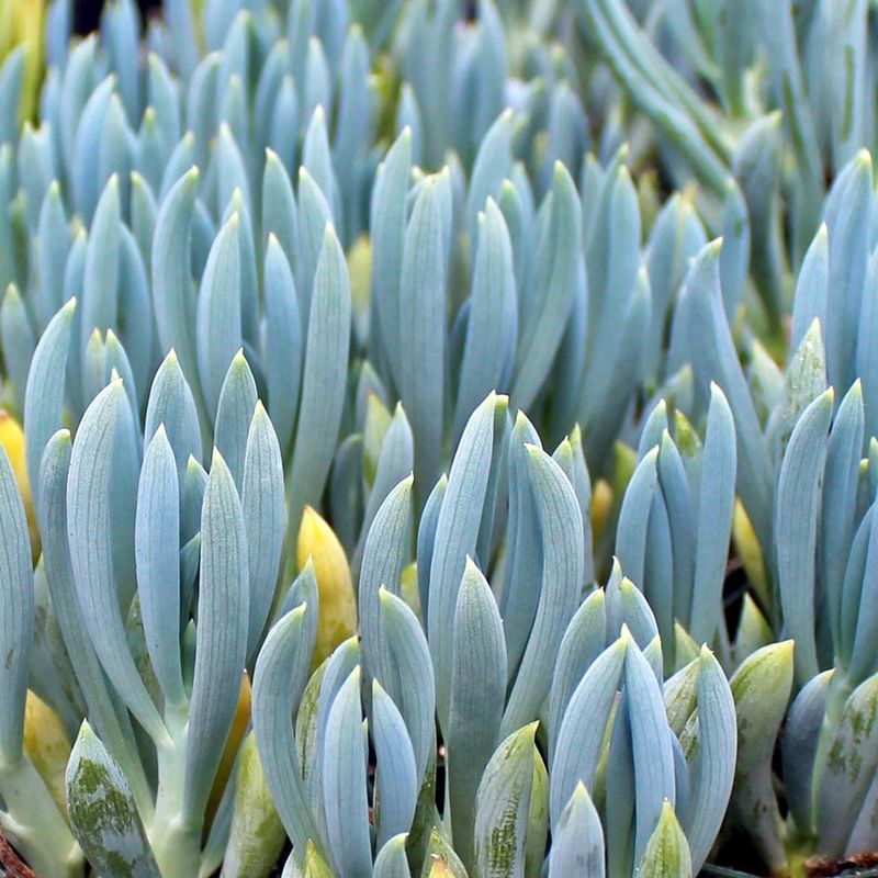 Blue Chalksticks
