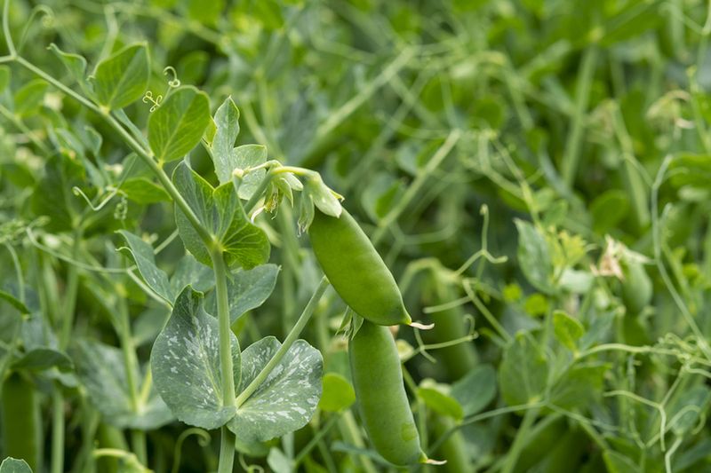 Sugar Snap Peas