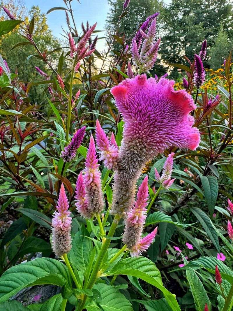 Celosia